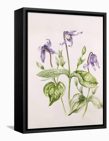 Clematis Integrifolia-Alison Cooper-Framed Premier Image Canvas