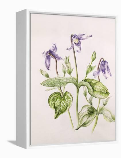 Clematis Integrifolia-Alison Cooper-Framed Premier Image Canvas