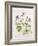 Clematis Integrifolia-Alison Cooper-Framed Giclee Print