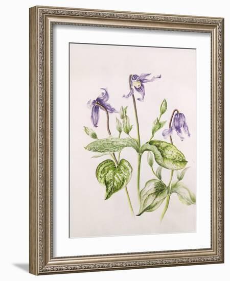 Clematis Integrifolia-Alison Cooper-Framed Giclee Print