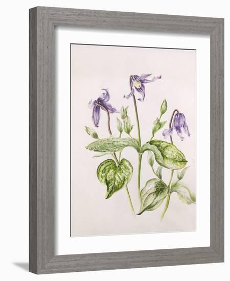 Clematis Integrifolia-Alison Cooper-Framed Giclee Print