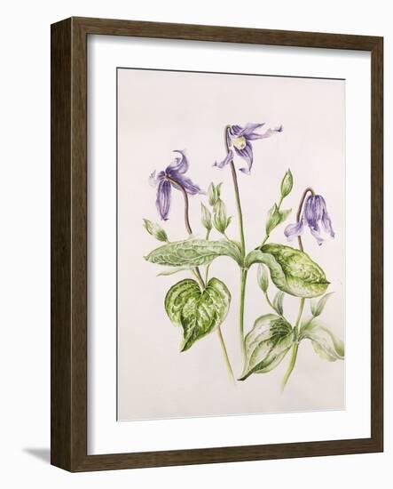 Clematis Integrifolia-Alison Cooper-Framed Giclee Print