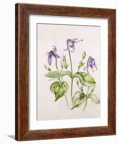 Clematis Integrifolia-Alison Cooper-Framed Giclee Print