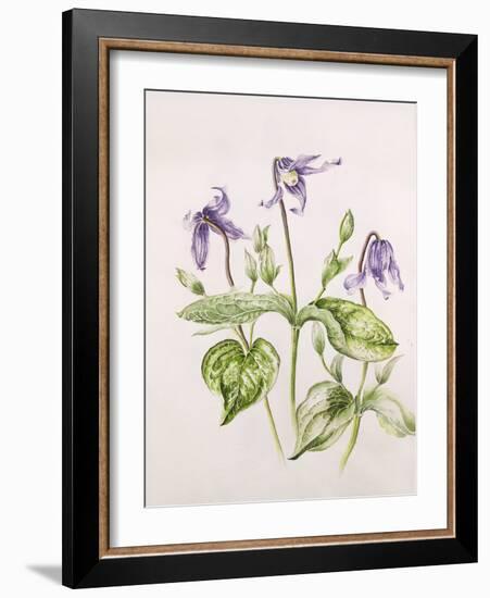 Clematis Integrifolia-Alison Cooper-Framed Giclee Print