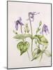 Clematis Integrifolia-Alison Cooper-Mounted Giclee Print