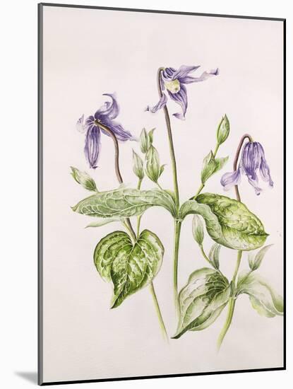 Clematis Integrifolia-Alison Cooper-Mounted Giclee Print