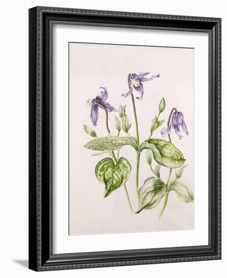 Clematis Integrifolia-Alison Cooper-Framed Giclee Print