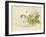 Clematis Jackmanni Alba-null-Framed Giclee Print