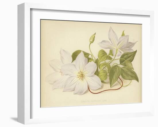 Clematis Jackmanni Alba-null-Framed Giclee Print
