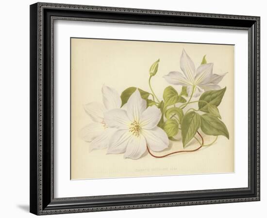 Clematis Jackmanni Alba-null-Framed Giclee Print