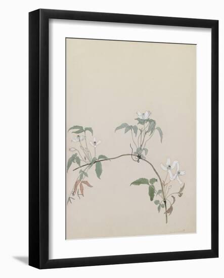 Clematis Montana (Gouache)-John Northcote Nash-Framed Giclee Print