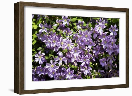 Clematis 'Prince Charles'-Dr. Keith Wheeler-Framed Photographic Print