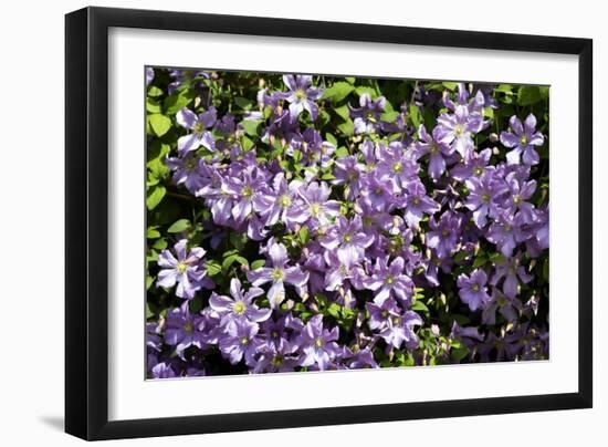 Clematis 'Prince Charles'-Dr. Keith Wheeler-Framed Photographic Print