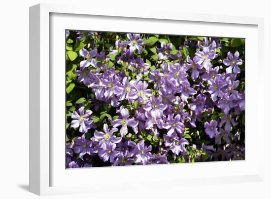 Clematis 'Prince Charles'-Dr. Keith Wheeler-Framed Photographic Print