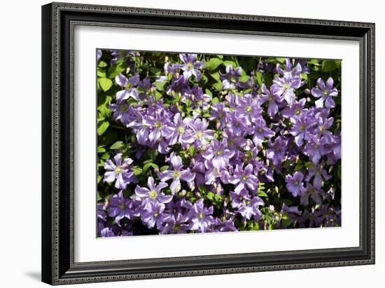 Clematis 'Prince Charles'-Dr. Keith Wheeler-Framed Photographic Print