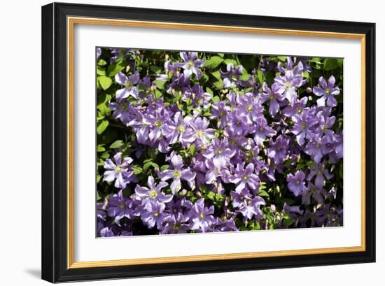 Clematis 'Prince Charles'-Dr. Keith Wheeler-Framed Photographic Print