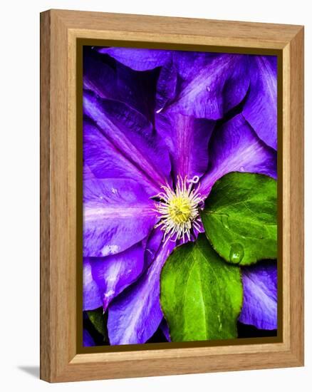 Clematis Spring-Heidi Bannon-Framed Stretched Canvas