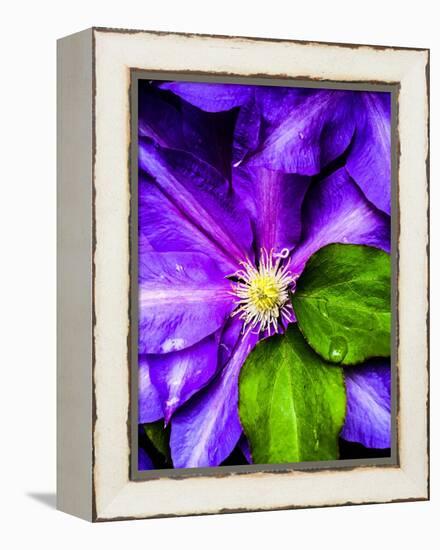 Clematis Spring-Heidi Bannon-Framed Stretched Canvas