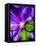 Clematis Spring-Heidi Bannon-Framed Stretched Canvas