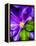 Clematis Spring-Heidi Bannon-Framed Stretched Canvas