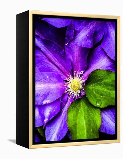 Clematis Spring-Heidi Bannon-Framed Stretched Canvas