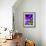 Clematis Spring-Heidi Bannon-Framed Photo displayed on a wall