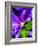 Clematis Spring-Heidi Bannon-Framed Photo