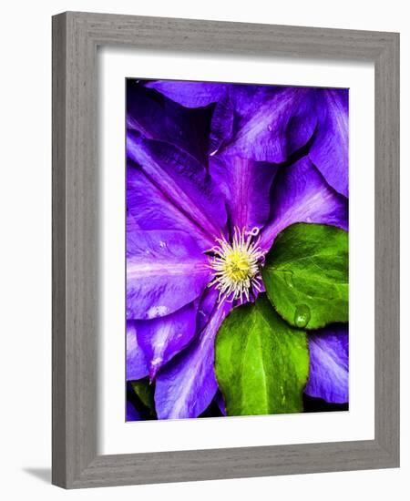 Clematis Spring-Heidi Bannon-Framed Photo