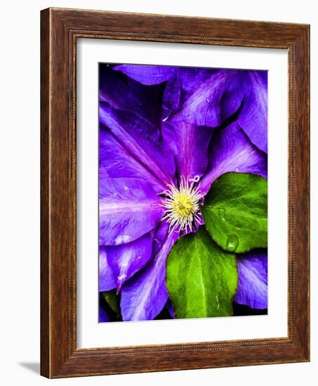 Clematis Spring-Heidi Bannon-Framed Photo