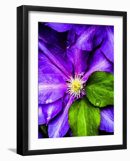 Clematis Spring-Heidi Bannon-Framed Photo