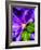 Clematis Spring-Heidi Bannon-Framed Photo