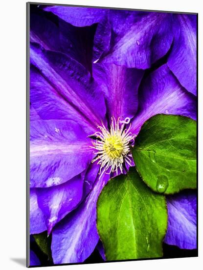 Clematis Spring-Heidi Bannon-Mounted Photo