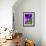 Clematis Spring-Heidi Bannon-Framed Photo displayed on a wall