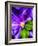 Clematis Spring-Heidi Bannon-Framed Photo