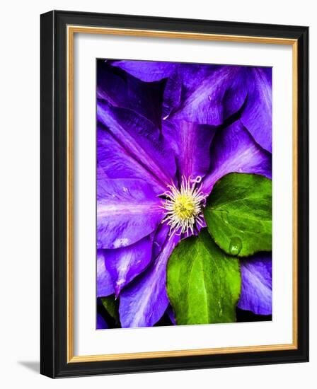 Clematis Spring-Heidi Bannon-Framed Photo