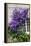 Clematis Viticella 'Polish Spirit'-Dr. Keith Wheeler-Framed Premier Image Canvas