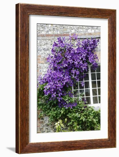 Clematis Viticella 'Polish Spirit'-Dr. Keith Wheeler-Framed Photographic Print