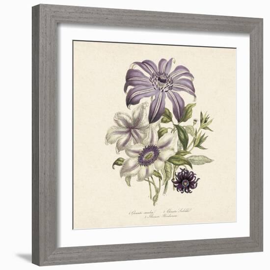 Clematis-19th Century English School -Framed Giclee Print