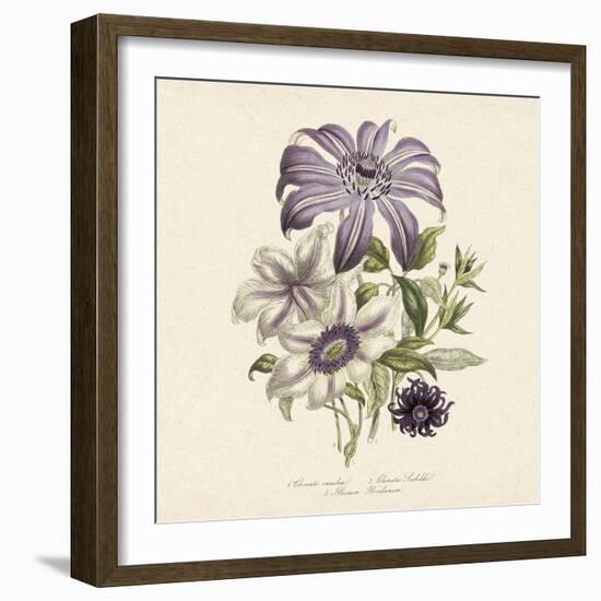 Clematis-19th Century English School -Framed Giclee Print