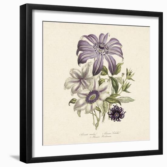 Clematis-19th Century English School -Framed Giclee Print