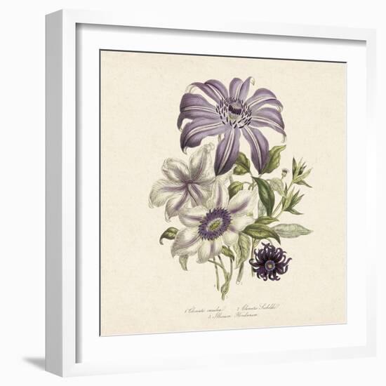 Clematis-19th Century English School -Framed Giclee Print