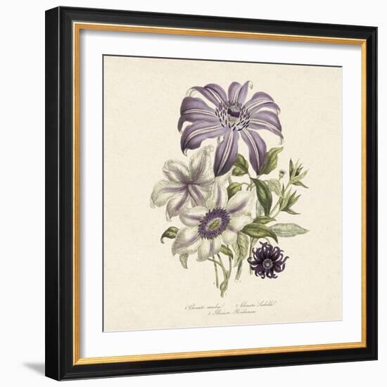 Clematis-19th Century English School -Framed Giclee Print