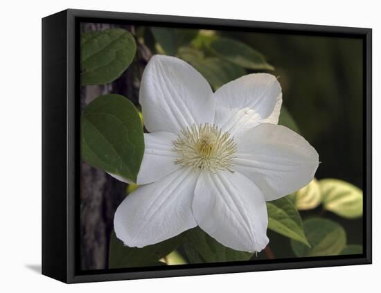 Clematis-J.D. Mcfarlan-Framed Premier Image Canvas