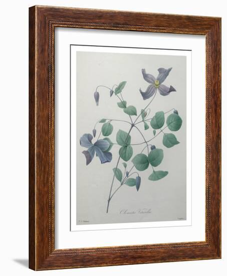 Clematis-Pierre-Joseph Redoute-Framed Art Print