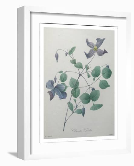 Clematis-Pierre-Joseph Redoute-Framed Art Print