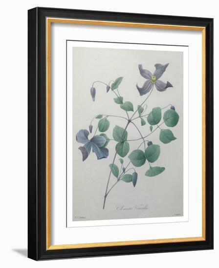 Clematis-Pierre-Joseph Redoute-Framed Art Print