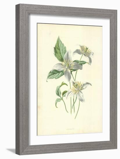 Clematis-Frederick Edward Hulme-Framed Giclee Print