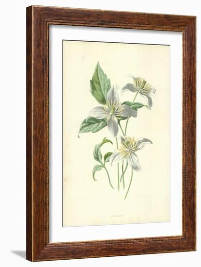 Clematis-Frederick Edward Hulme-Framed Giclee Print