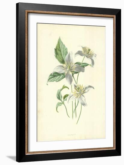 Clematis-Frederick Edward Hulme-Framed Giclee Print