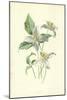 Clematis-Frederick Edward Hulme-Mounted Giclee Print